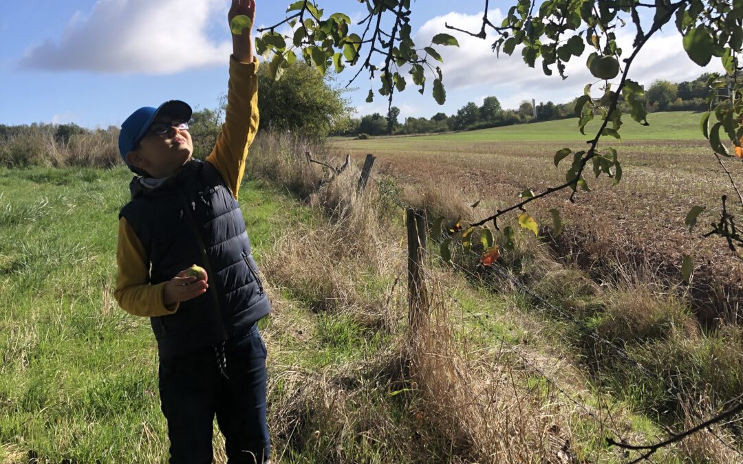 Apfelernte mit dem Obst- und Gartenbauverein Heusweiler